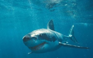 Köpək balığı gənc oğlanı parçaladı - VİDEO