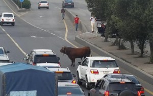 Öküz Bakını İspaniya ilə səhv saldı: yolu bir-birinə qatdı - VİDEO
