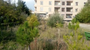 ETSN Bakıda ağac kəsilməsi ilə bağlı yayılan videoya münasibət bildirib