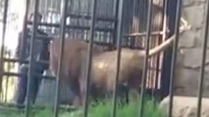 Heyvanxanada şir sərxoş kişini yaraladı – VİDEO