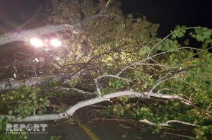 Göyçayda böyük qovaq ağacı magistral yola aşıb - FOTO