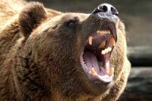 İsmayıllıda ayı yerli sakini öz həyətində parçalayıb