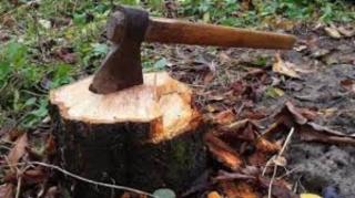 Bərdədə ağac kəsən şəxs cəzalandırıldı 