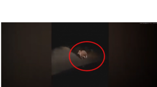 Şəkinin küçələrində yenə ayı göründü  - VİDEO