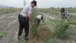Zaqatalada 5 ton narkotik vasitə məhv edilib - FOTO 
