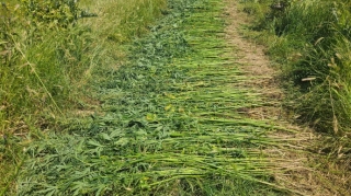 Altı tondan artıq çətənə bitkisi məhv edildi - FOTO 