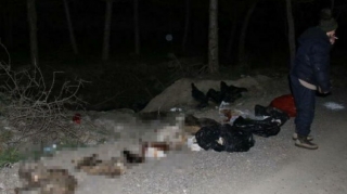 Qorxunc mənzərə:  Küçədə damarları deşilmiş onlarla sahibsiz it tapıldı   - VİDEO