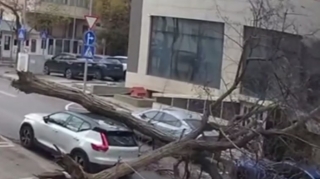 Bakıda küləyin aşırdığı ağac avtomobilin üzərinə düşdü – VİDEO 