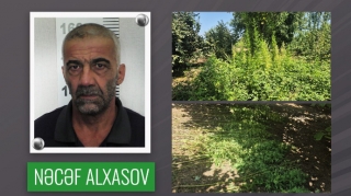 Fındıq bağında çətənə kolu yetişdirən şəxs həbs edildi - VİDEO