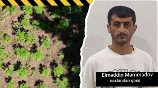 Hirkan Milli Parkında narkoplantasiya aşkarlanıb - FOTO - VİDEO 