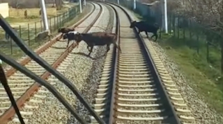 Qatarın qarşısına 54 dəfə qəfil heyvan çıxdı 