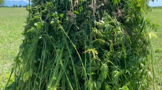 Yevlaxda 52 kiloqrama yaxın çətənə kolu aşkar edilib