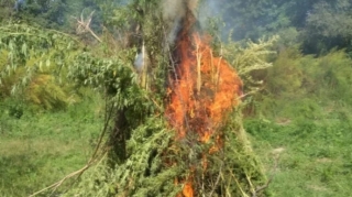 Ağdamda 5 ton çətənə kolu yandırılaraq məhv edildi 