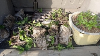 Beyləqanda avtomobildən çətənə bitkiləri aşkar edilib  - FOTO