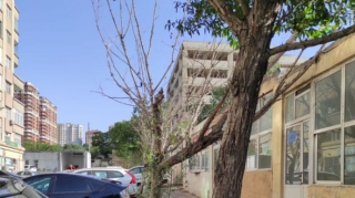 Bakının mərkəzində qurumuş ağaclar təhlükə yaradır   - FOTO