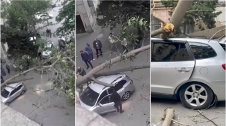 Странное ДТП в Баку:  Огромное дерево раздавило автомобиль - ВИДЕО 