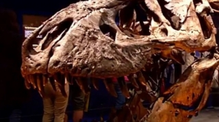 Скелет тираннозавра был продан за рекордные $31,8 млн