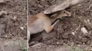 Heyvana işgəncə verən şəxslər 30 sutka həbs edilib