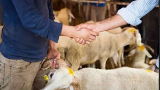 Qurban bayramı öncəsi heyvan bazarında QİYMƏTLƏR - VİDEO 