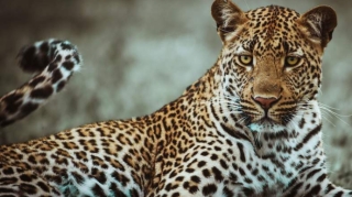 Leopard mağazaya girib 3 nəfəri yaraladı - VİDEO 