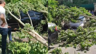 Külək daha bir ağacı maşınların üzərinə aşırdı - VİDEO 