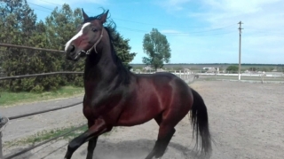 Bərdədə yeniyetməni at vurub, vəziyyəti ağırdır