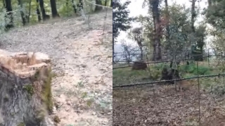 Daha bir rayonda ağac kəsiminə görə araşdırma başladı - FOTO