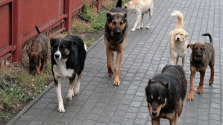 В Нахчыване бездомные собаки напали на трех человек 