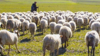 Çoban fermadan 73 baş heyvan oğurladı 