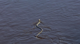 Gürzə ilanından başqa, digərlərinin suda olması insanlar üçün təhlükə yaratmır - Zooloq 
