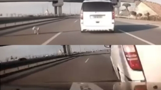 Bakıda qəza:  Sürücü yola çıxan iti və qarşıdakı avtomobili vurdu - ANBAAN VİDEO 