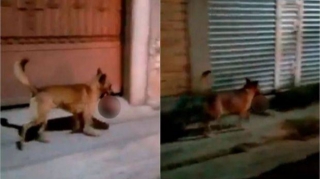 Meksikada ağzında insan başı olan it görənləri dəhşətə gətirdi - FOTO - VİDEO 