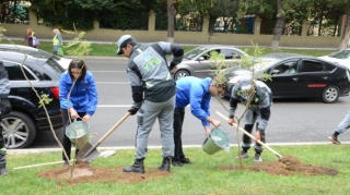 Paytaxtda mövsümü ağacəkmə aksiyaları davam etdirilir - FOTO