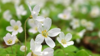 Sabaha gözlənilən hava proqnozu 