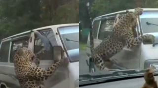 Hindistanda bəbir insanlara hücum edib: 15 nəfər yaralanıb - VİDEO 