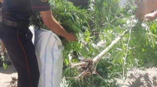 Gədəbəy sakinindən 8 kiloqram narkotik götürüldü - FOTO 