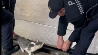 Polislər metroda pişiyi BELƏ XİLAS ETDİ  - VİDEO