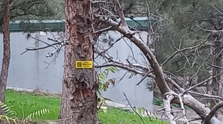 Qurumuş ağacların qeydiyyata alınması nəyə xidmət edir? - FOTO