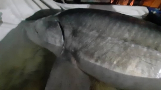 Xəzərdən uzunluğu 3 metr, çəkisi 210 kiloqram olan balıq tutulub  - FOTO