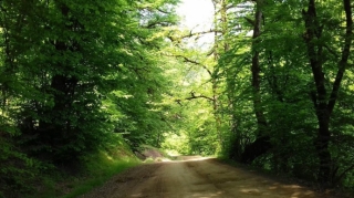 Hirkan meşələri UNESCO-nun Ümumdünya İrs Siyahısına daxil edilib