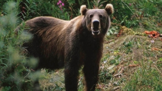 Qubada ayılar kəndə hücum etdi - VİDEO