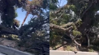 Bakıda küləyin aşırdığı ağacların yerində yeniləri əkildi  - YENİLƏNİB - FOTO