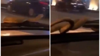 В Баку водителя автомобиля напугала змея  - ВИДЕО