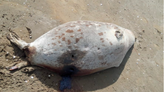 Pirşağı çimərliyində suiti cəsədləri aşkarlandı - Fotolar 