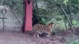 Yaşayış məkanında görünən pələng yerli sakinlər arasında təşviş yaradıb - VİDEO 