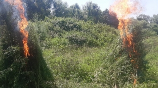 Qaxda 1 ton 700 kiloqram çətənə kolu məhv edilib  - FOTO