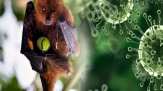 Nipah nədir və nə qədər təhlükəlidir? - Yeni ölümcül virus 