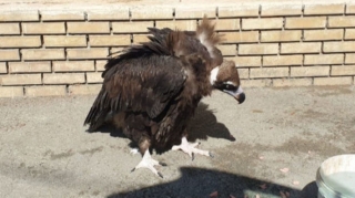 Neft mədənində tapılan yaralı kərkəs xilas edildi - FOTO + VİDEO 