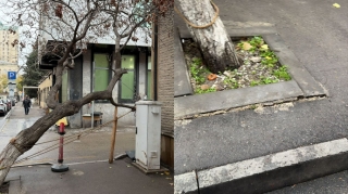 Paytaxtın mərkəzində təhlükə: Küçədə ağac aşmaq üzrədir- Qurumlar hərəkətə keçdi 