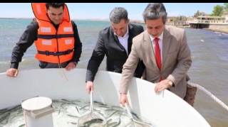 Xəzər dənizinə qızılbalıq körpələri buraxıldı   - FOTO